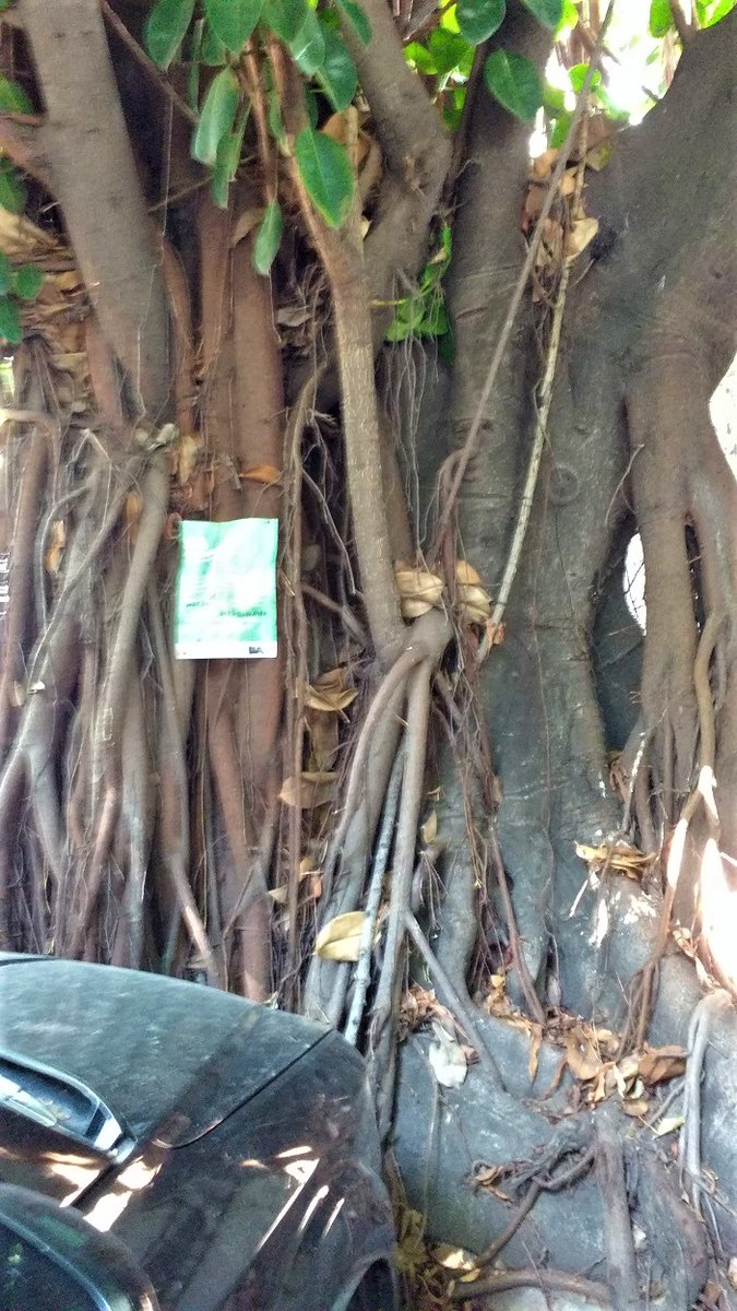 tarantulaes's tweet photo. Larreta está convirtiendo a la Ciudad de Buenos Aires en cemento puro. No sólo no planta árboles sino que alegremente destruye el patrimonio natural de CABA.
Estos 3 gomeros que viven en una cortada hace 100 años van a ser asesinados. Pido RT para evitar el crimen! https://t.co/DrW4IX75ZR