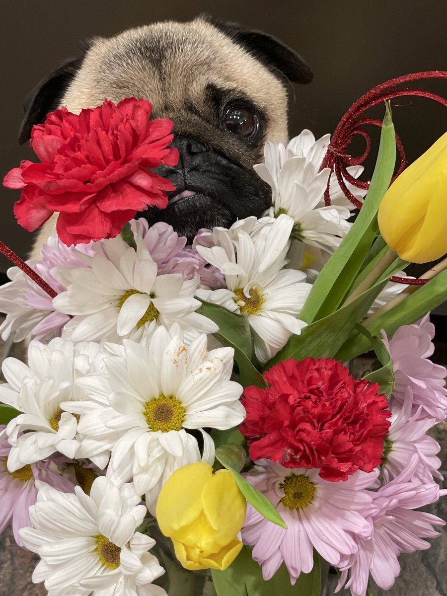 Don’t say I “never bring you flowers “ … You’re welcome ❤️
                                           ~ Z man 

#pug #flowers #friyay #floralarrangements #bouquet #puglove