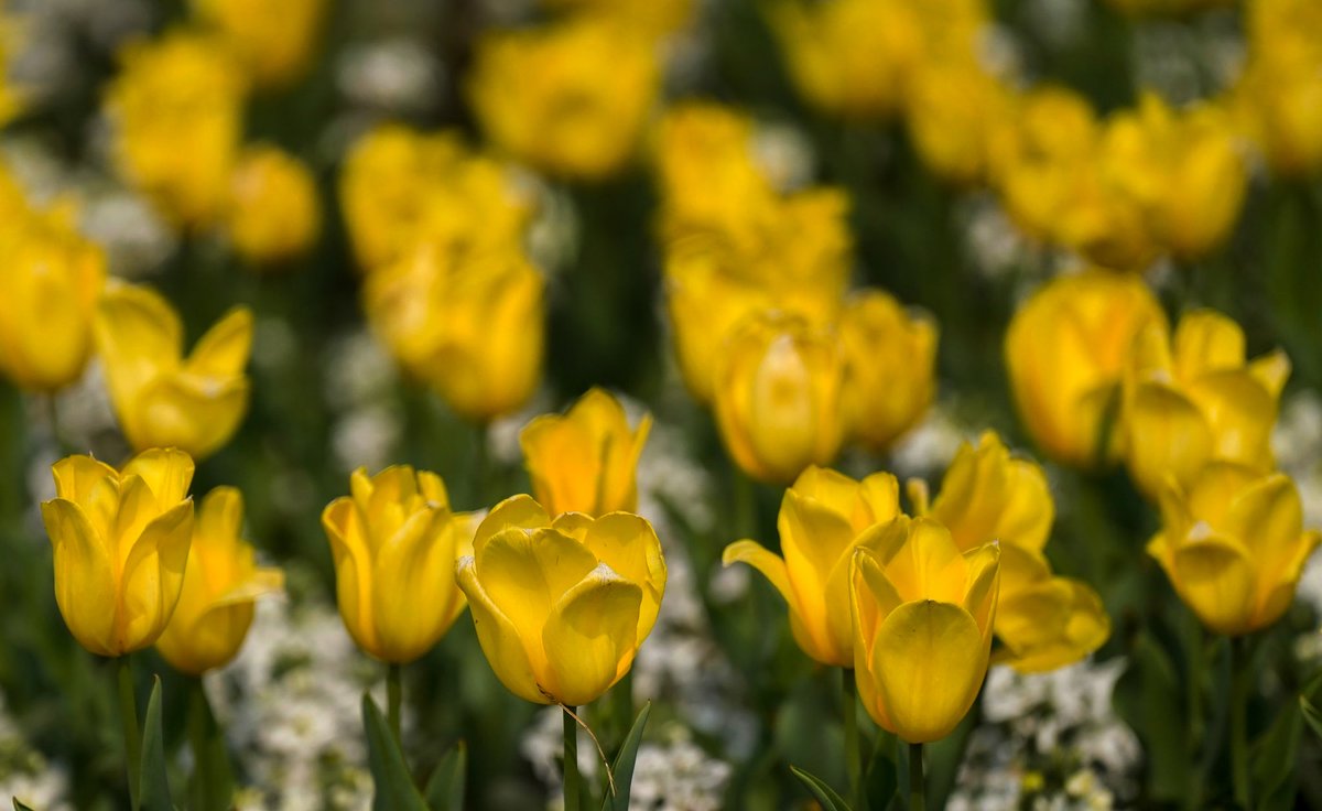 Blooming Tulip at Shantipath 

#NDMCTulipFestival #tulips #beautification 
#G20Summit #G20India #G20
#SmartCity