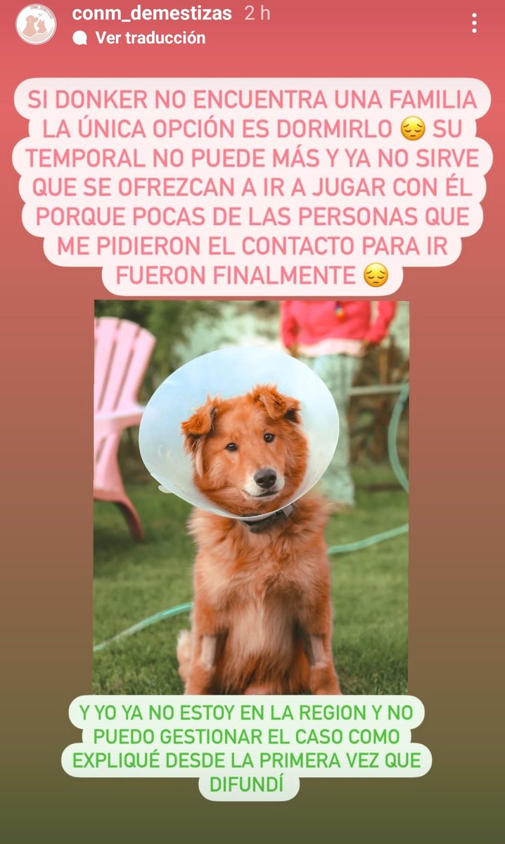 Me enviaron esta publicación, entonces veamos quien lo adopta y se vuelve nuestro heroe o heroína antes de que llegue marzo y evitamos de esta forma que lo duerman. Este perrito usa carrito.