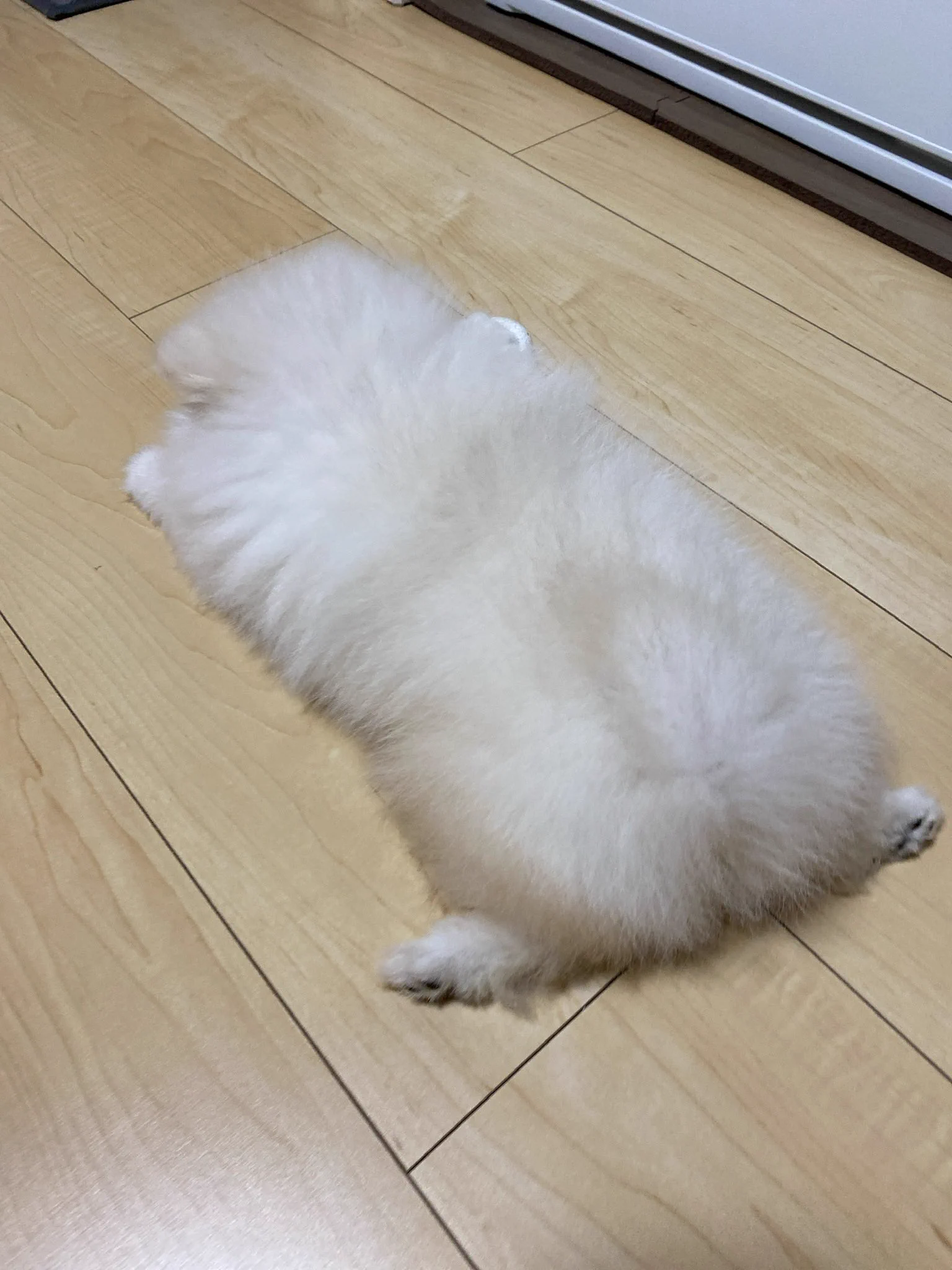 @po_iz スプルート！！！！
名前が！！！あったのですね！！！！ 
