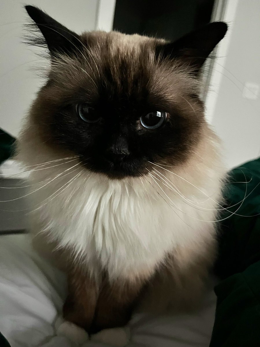 Karen Attiah tweet media