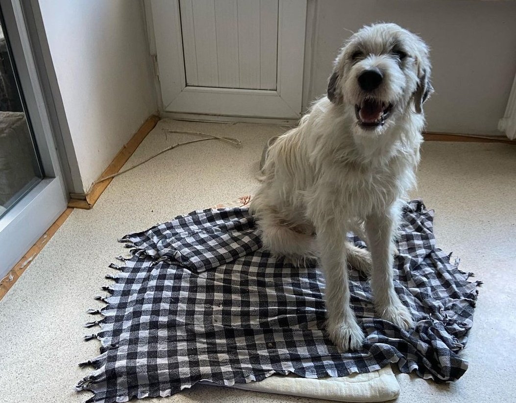 AltanSancar1's tweet photo. Son bir rica: Antakya'da enkazların arasından kurtarıp Ankara'ya getirdiğimiz, tüm tedavileri yapılan Lucky adlı köpeğe kimse yuva olmak istemedi. Hiçbir sağlık sorunu yok. 

Travmalarını unutturacak bir yuva olmak isteyenler benimle iletişime geçebilir. https://t.co/fangxM5x1L