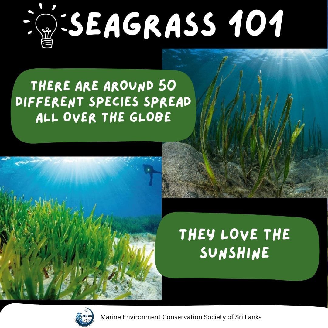 #worldseagrassday #seagrass #importanceofseagrass #seagrassfacts #mecs