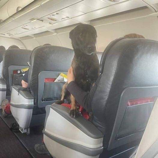 HtTrejo's tweet photo. Turquía no permitió que los perros rescatistas viajen de vuelta a sus países de origen en la bodega de equipaje.
Volvieron a casa en las aerolíneas turcas en asientos de primera clase. By Iluminarte.👏👏👏👏 https://t.co/DqoUALaLh0