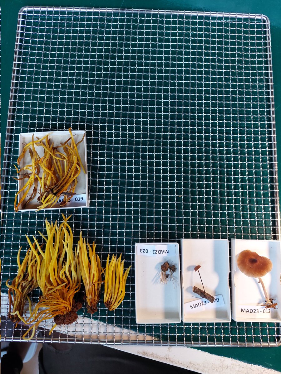 curataceae's tweet photo. Todays haul: https://t.co/pik4eG2GII