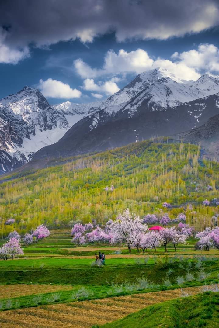 Paktourntravel's tweet photo. Winters is over !! Now welcoming blossom !!
•
•
📸 Abrar Khawja
•
📌 Chunda Valley Skardu
•
.
.
#explore #amazing #season #spring #blossom #photo #photos #photogarphy #tourisport #adventure #travels #colors #chunda #skardu #gilgitbaltistan #pakistan https://t.co/rpmrOaAWNr