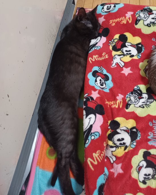 まる焦げのエビフライ🍤 