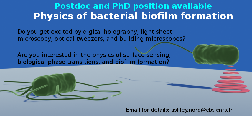 We are hiring! Open Postdoc and PhD position! Looking for talented physicists and biophysicists!
emploi.cnrs.fr/Offres/CDD/UMR…
emploi.cnrs.fr/Offres/Doctora…