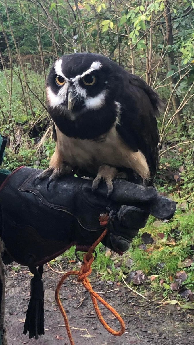 Finlaystone Country Estate tweet media