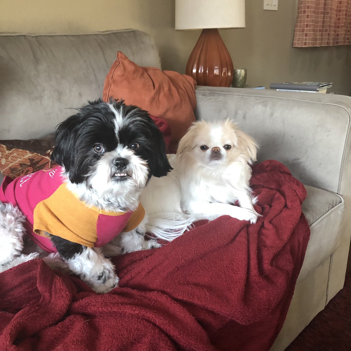 My younger pup, Ellie (right) and her BFF, Karen, who we just hosted for a dog sitting staycation. These two are the ultimate girl gang. ☠️🎀
#japanesechin #shihtzu #girlgang