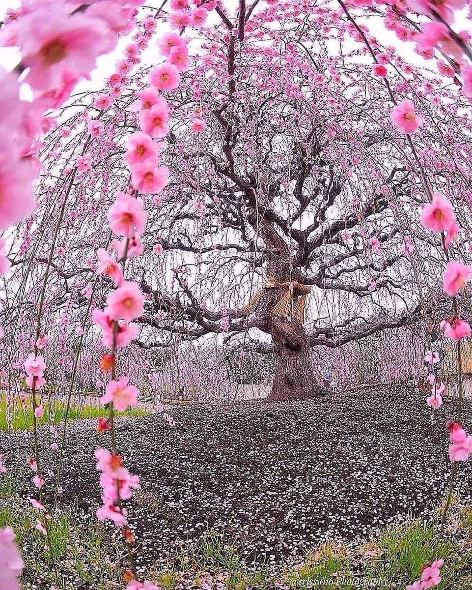 A beautiful 200-year-old plum tree in Japan 🇯🇵
📷:Thanks to the photographer
#Naturechallenge #Japan #Earth #Nature