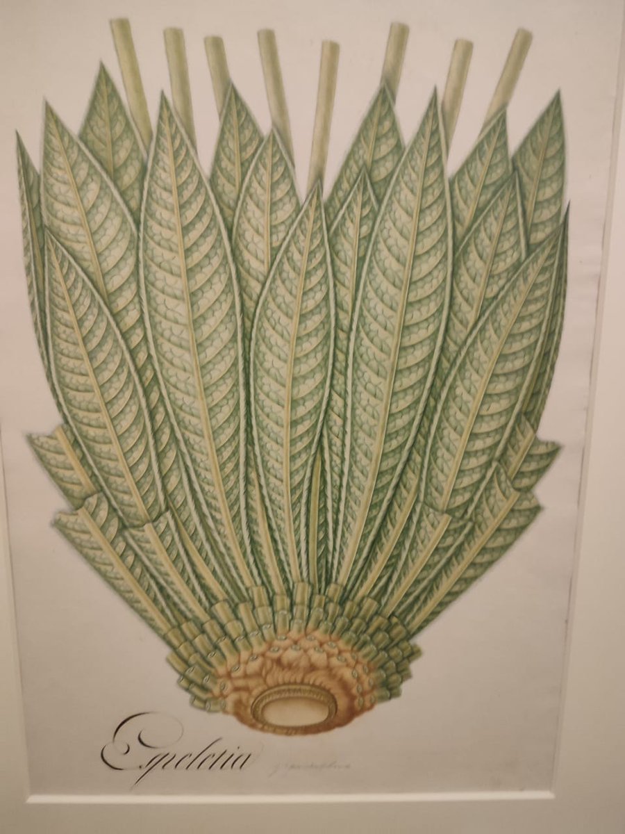 silviaelengomez's tweet photo. Muy invitados a visitar el @museodantioquia para ver algunas piezas de la Real Expedición Botánica de José Celestino Mutis, una obra invaluable de más de 200 años que nos invita a reflexionar sobre la biodiversidad en el país. 

Los bosques son nuestra verdadera riqueza 🏞️ https://t.co/iJWnQF5ceD