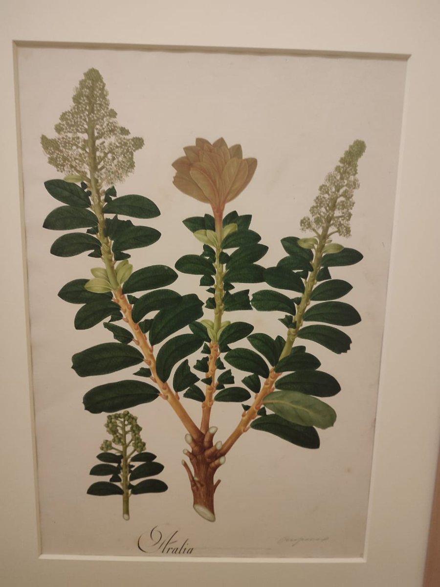 silviaelengomez's tweet photo. Muy invitados a visitar el @museodantioquia para ver algunas piezas de la Real Expedición Botánica de José Celestino Mutis, una obra invaluable de más de 200 años que nos invita a reflexionar sobre la biodiversidad en el país. 

Los bosques son nuestra verdadera riqueza 🏞️ https://t.co/iJWnQF5ceD