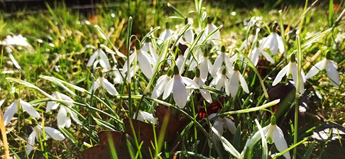 glaubeweiter's tweet photo. Es wird wieder #winterlich + #kalt doch #Schneeglöckchen stehen in voller #Blüte „Laßt die Liebe blühen dass der Frieden wächst Lasst den Frieden in Euer Herz dass die Menschen erlöster aussehen Befreit den Menschen. Damit der die Meinungen einstellt dass die Liebe gedeiht“ Hüsch https://t.co/8b3N4mvU5h