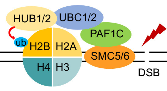 embojournal's tweet photo. Surprising interplay between #SMC5/6 and #transcription-regulating #PAF1 complexes in #Arabidopsis #DNAdamage response:
Shunping Yan and colleagues find them to interact and recruit E2/E3 enzymes for #histone H2B #ubiquitination at DNA double-strand breaks
https://t.co/H9QzYVP1sk https://t.co/GuNQbNrdEE