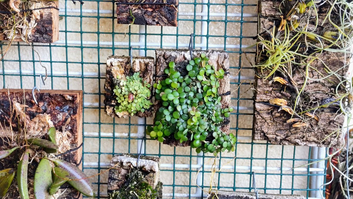 TommyBajza's tweet photo. #MICRO #ORCHID - #PLEUROTHALLIS #DRESSLERI
#GROWNOUTSIDE
#dressleri
#miniature
#miniatureorchid
#miniatureorchids
#miniatureorchidsofinstagram
#orchid
#orchids
#orchidlove
#orchidlover
#microorchid
#microorchids
#miniorchid
#miniorchids
#smallorchid
#smallorchids https://t.co/pgjYpXHrBA
