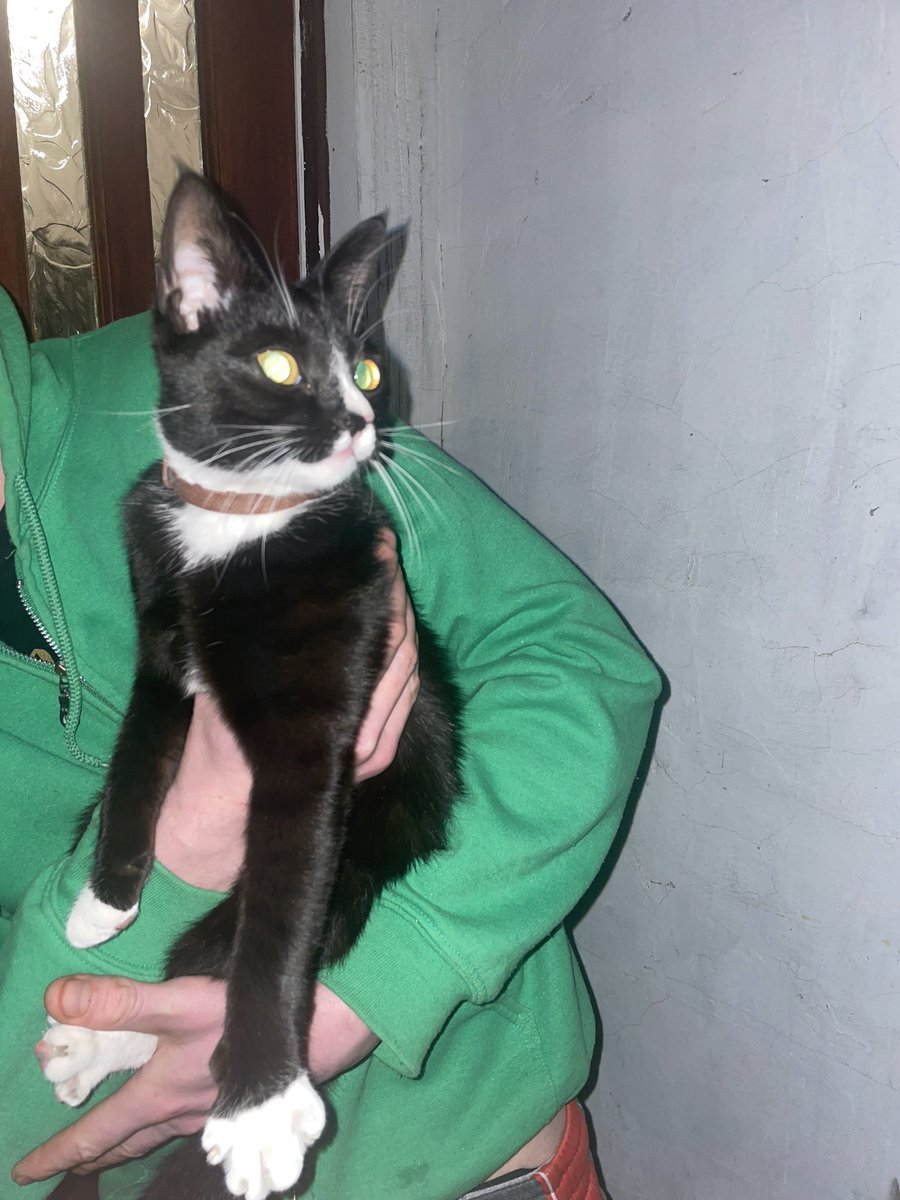 Can anyone in the Wavertree (L15) area scan this wee cutie please. Been in our garden for 24 hours wanting into ours. Has a brown collar but no tag. #missingcat #lostcat #liverpool