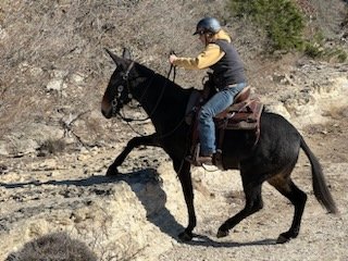 trailswesttrad's tweet photo. Haven't posted in a long time...been too busy enjoying life!! Getting some miles on my mule!! #mulegirl #mulesrule #lifeisamazing https://t.co/OprirUrQhk
