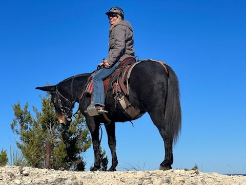 Haven't posted in a long time...been too busy enjoying life!! Getting some miles on my mule!! #mulegirl #mulesrule #lifeisamazing