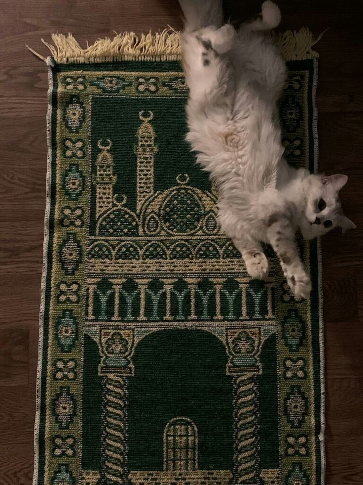 Al__Quraan's tweet photo. “They (cats) are not naajis (impure), rather they are among those who go around among you.”

-The Prophet (PBUH) https://t.co/Ge2GC2EDhX