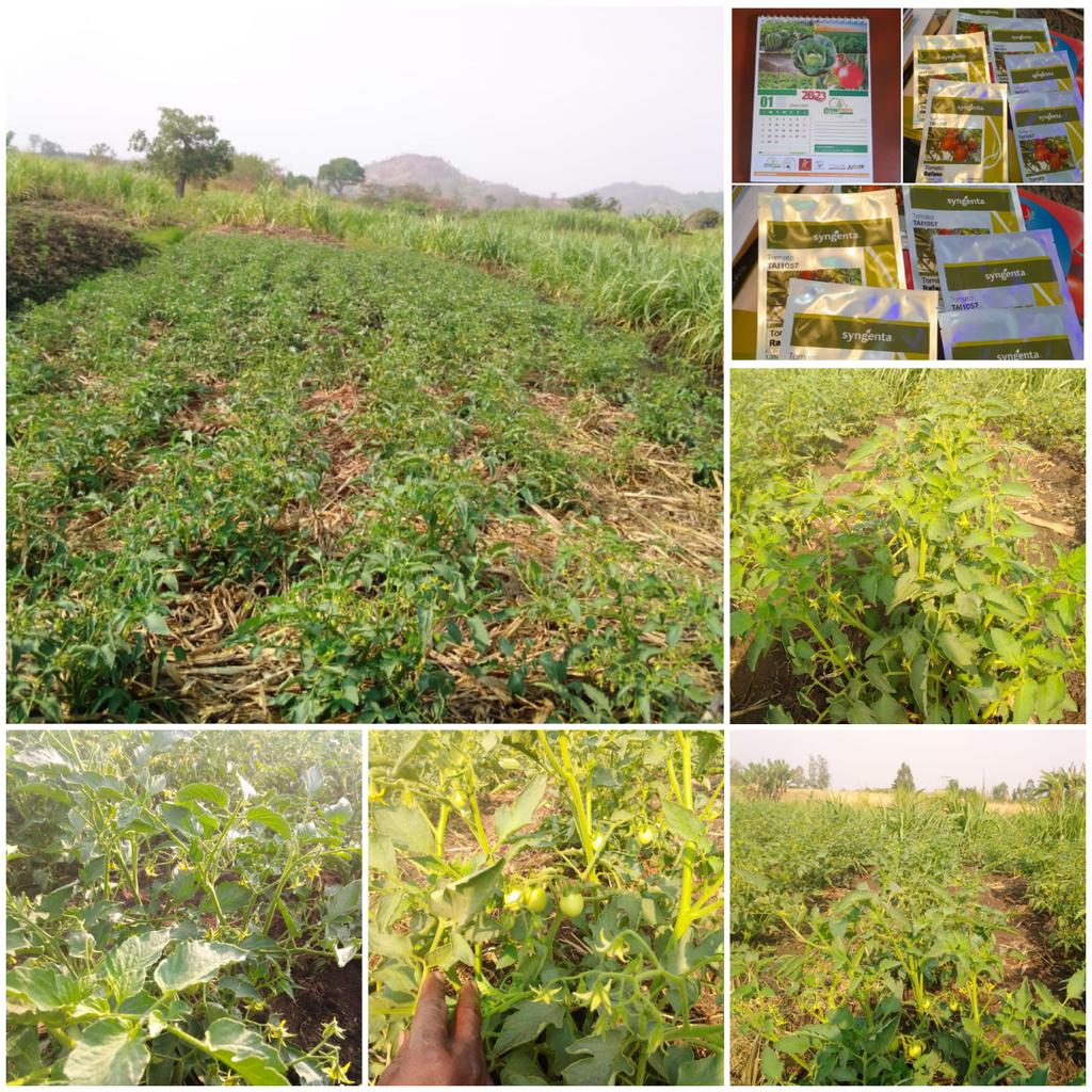 emmanue65939032's tweet photo. #Rafano FI Distributed By #Grow more Seeds And Chemicals Uganda Ltd #Syngenta Vegetable Seeds-#Uganda. https://t.co/nEElOcv4sc