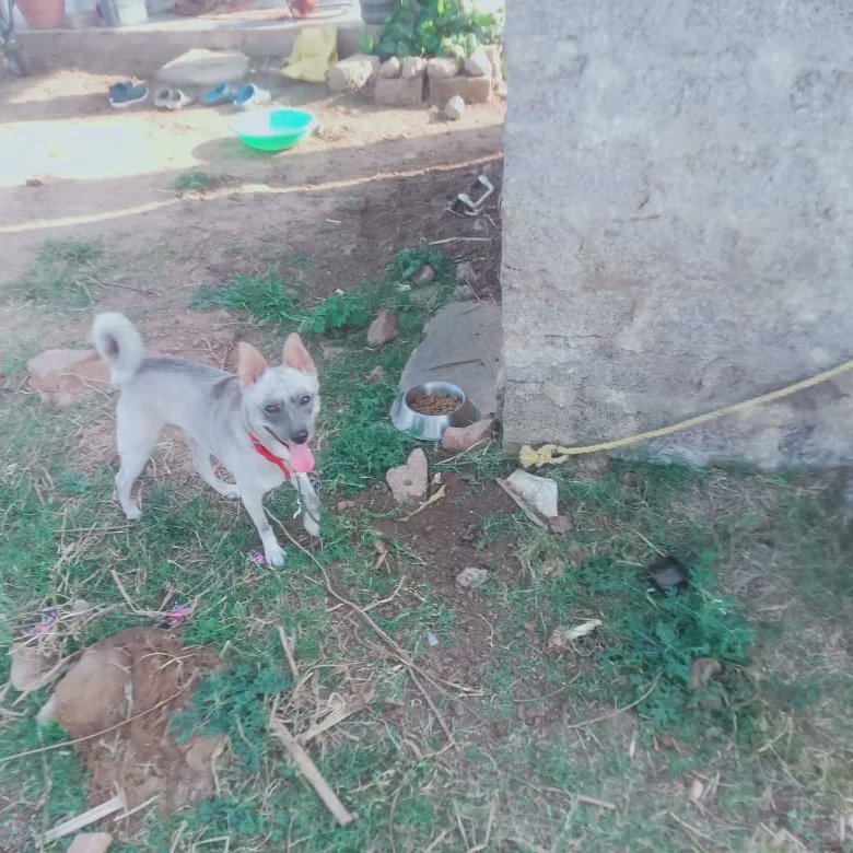 AllForAnimalsF1's tweet photo. Double adoption of the abandoned dogs by AFA volunteer
Saturn, the German shepherd, and the other dog, Moon, were mercilessly abandoned by their owners. We immediately reached the location and rescued them. Luckily, our volunteer Kavya Bali came forward to adopt both of them. https://t.co/GjWd4jcy3T