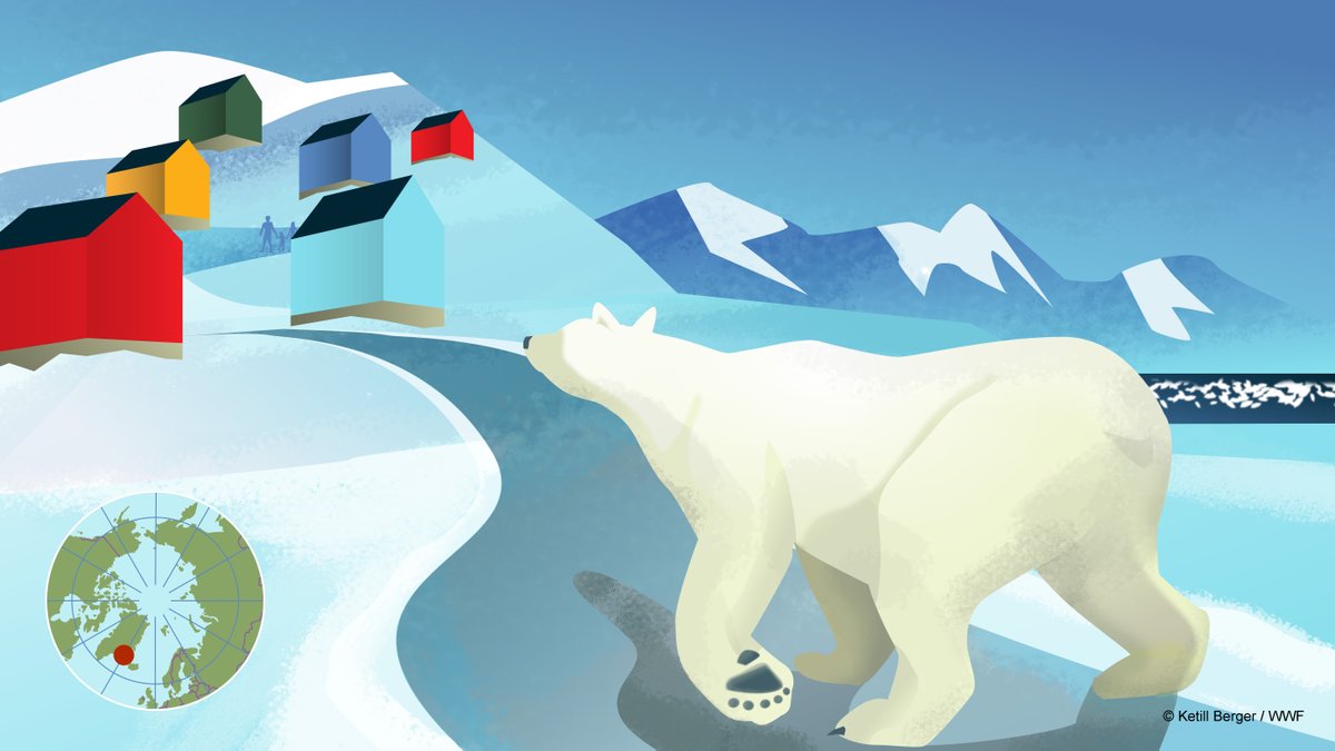 🐻‍❄️ Polar bears, and other #Arctic animals, rely on sea ice as an important part of their habitat 🧊

As more #SeaIce is lost, some #PolarBears are spending more time on land &amp; closer to communities - an issue likely to increase.

🐻‍❄️ #PolarBearDay 👇
arcticwwf.org/newsroom/featu…