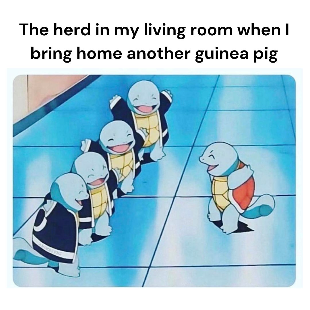 thegayneapigs's tweet photo. https://t.co/HPSlyXa8A9