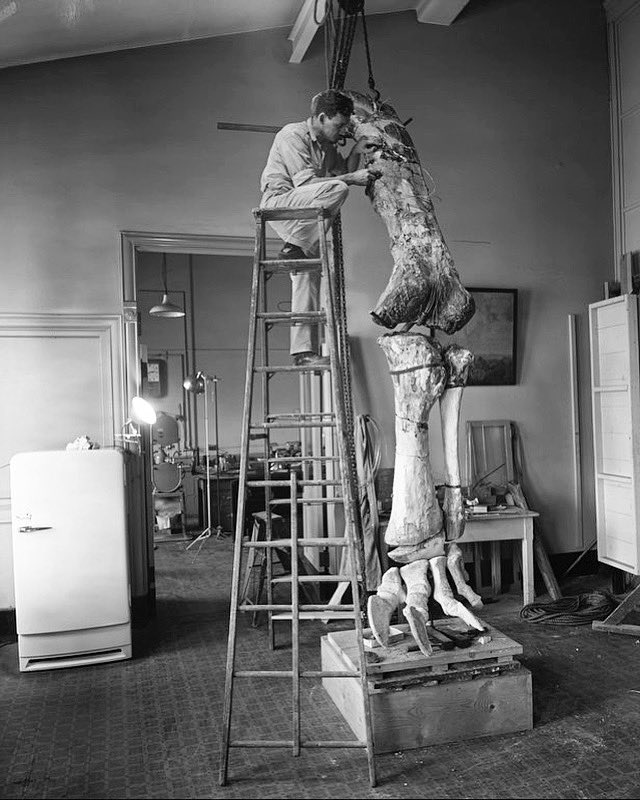 らえらぷす/『新・恐竜骨格図集』発売中 on Twitter "RT AMNH This FossilFriday, let’s