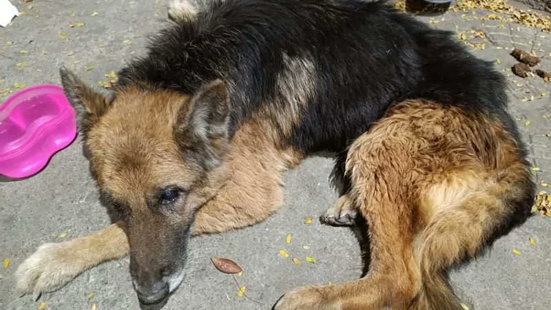 AllForAnimalsF1's tweet photo. Double adoption of the abandoned dogs by AFA volunteer
Saturn, the German shepherd, and the other dog, Moon, were mercilessly abandoned by their owners. We immediately reached the location and rescued them. Luckily, our volunteer Kavya Bali came forward to adopt both of them. https://t.co/GjWd4jcy3T
