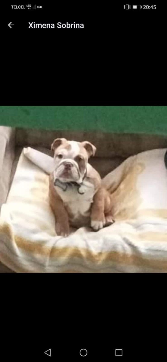 MonnEliz's tweet photo. Siguen buscando a Brandy, se lo llevaron de la col. Alquiles Serdán en alcaldía Venustiano Carranza el 18/02. 
RT al tuit original por favor. 🙏
@MascotasSismo
@FundacionToby
@Lacasadelsalchi https://t.co/dWv2Cn5QRB