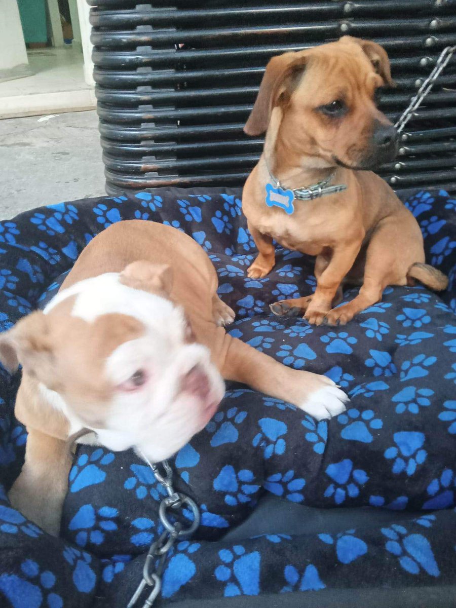 MonnEliz's tweet photo. Siguen buscando a Brandy, se lo llevaron de la col. Alquiles Serdán en alcaldía Venustiano Carranza el 18/02. 
RT al tuit original por favor. 🙏
@MascotasSismo
@FundacionToby
@Lacasadelsalchi https://t.co/dWv2Cn5QRB