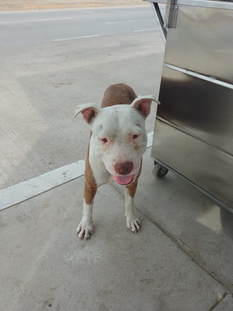 leamosuncuento's tweet photo. 🐕— ¡Hola! Soy un pitbull joven, soy dócil, estoy en la calle, pues me abandonaron, el lunes es mi esterilización, Lili está buscando para mí una familia en Perú, me traslada y entrega con vacunas. 🙏🏼 ¿Darías RT para que más gente me vea y tener esperanza de ser adoptado? Gracias https://t.co/UJn2oRkwVf