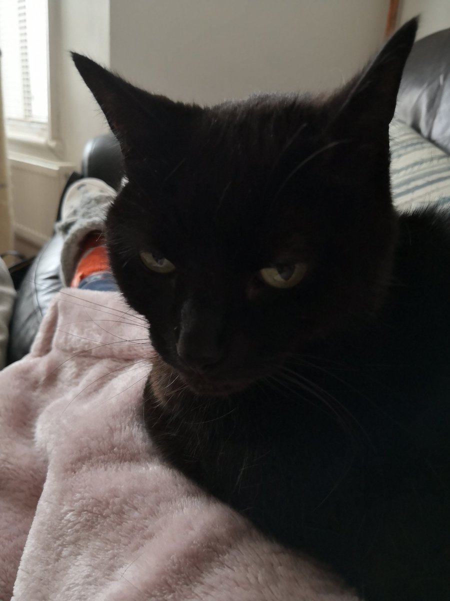 marianpierce19's tweet photo. Feeling pained, gynae procedure done this morning, anaesthetic wearing off now 😭 so have cat on my lap and just taken more painkillers #feelingcrap #needingtlc #fedup https://t.co/IahkGwmDwz
