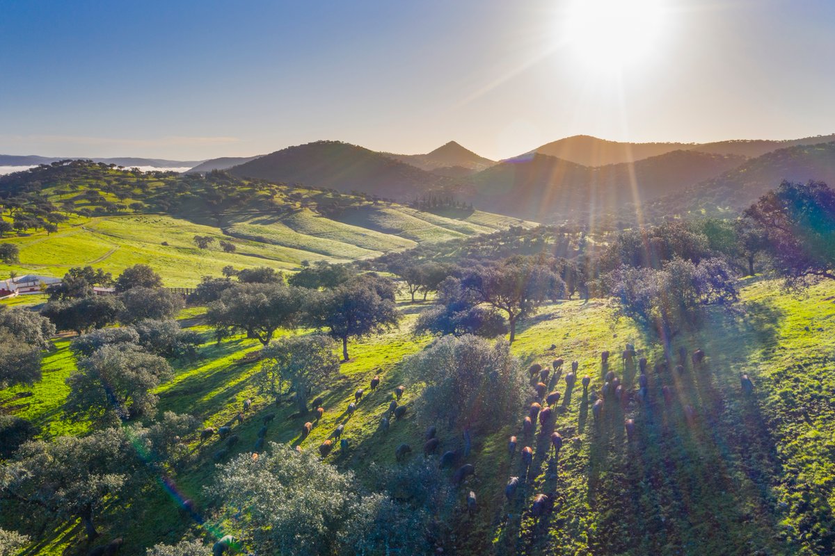 The Spanish Dehesa is an ancient and resilient agriculture system dating back over 2,000 years. 

Th...