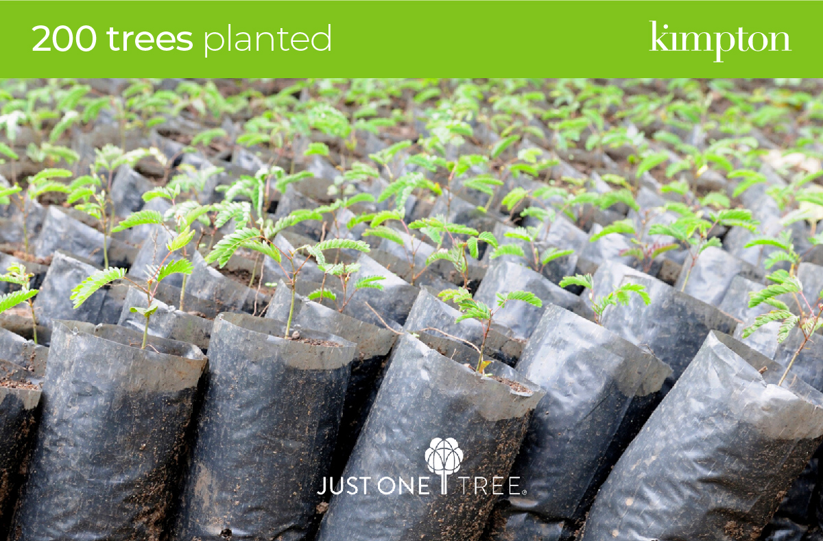 I’m thrilled to see the effect our first donation to <a href="/JUST_ONE_Tree/">JUST ONE Tree</a> will make to the planet: Our 200 trees will remove approximately 2.46 tonnes of CO2 from the atmosphere per year (61.6 tonnes over the next 25 years). And that’s just for starters! Projects = trees. Simple.