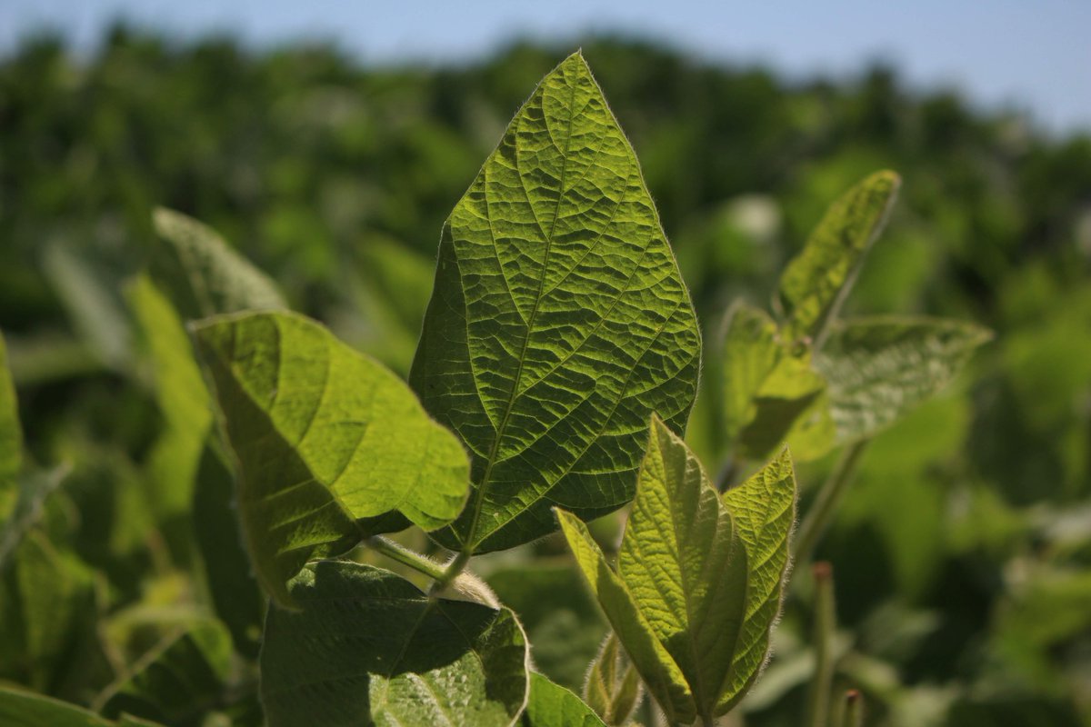 ACAcoop's tweet photo. Plan #ACAsustentable 🌱🌽

Seguimos trabajando junto a nuestras #Cooperativas y productores para obtener la certificación sustentable en #soja y #maíz.

Conocé más sobre este plan y cuáles son sus beneficios en #ACAECER 👇
https://t.co/axKalz6mu3 https://t.co/2pw89Qdhhr