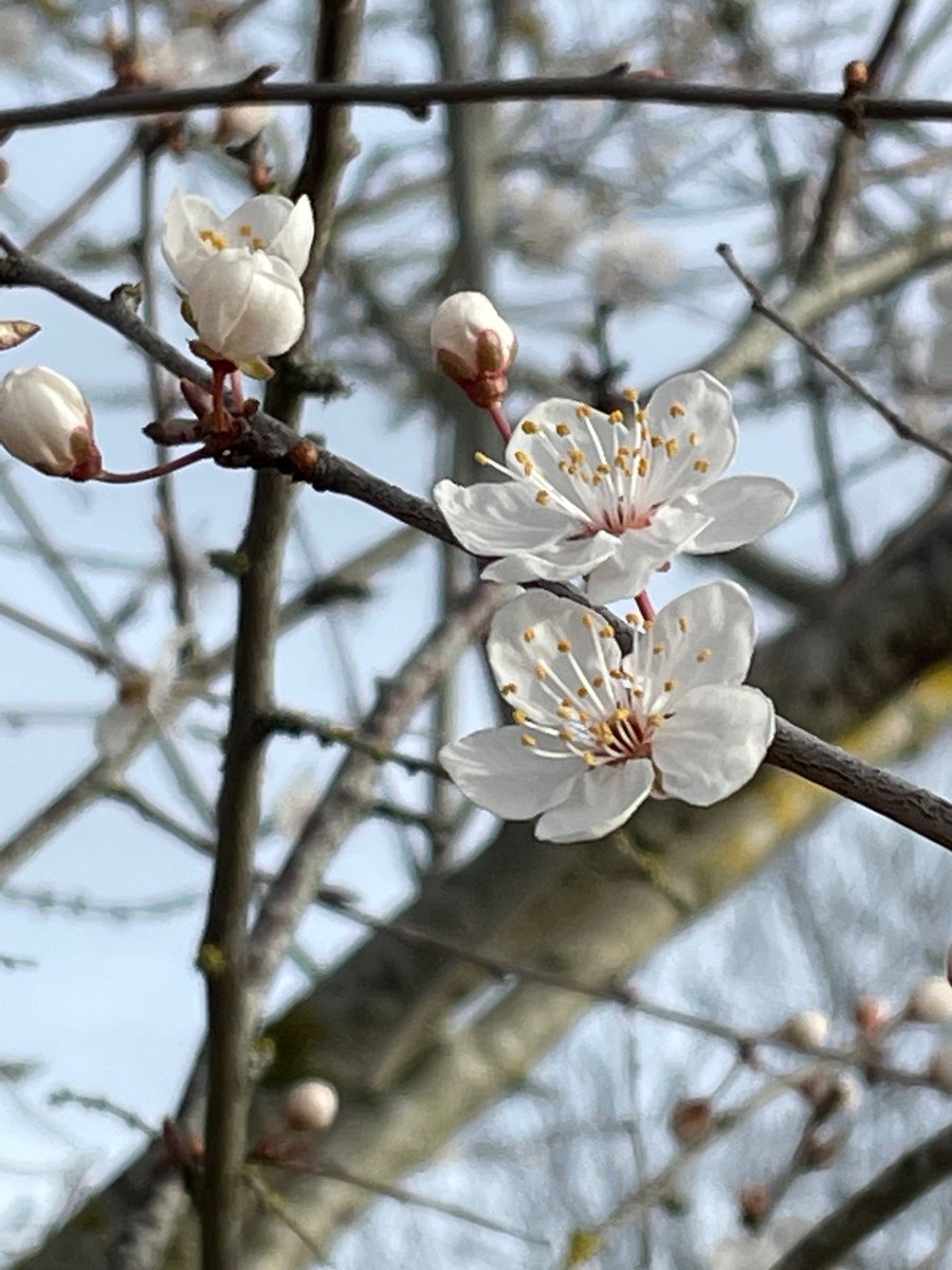 Robin Parker tweet media