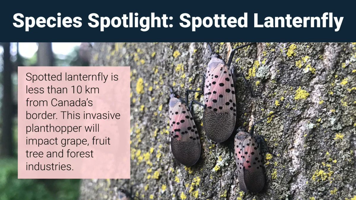 Spotted lanternfly is an invasive insect that has the potential to negatively impact Canada’s environment, economy, &amp; society. Help protect parks, forests, and orchards by learning how to identify this insect at all stages &amp; report any sightings #InvSpWk