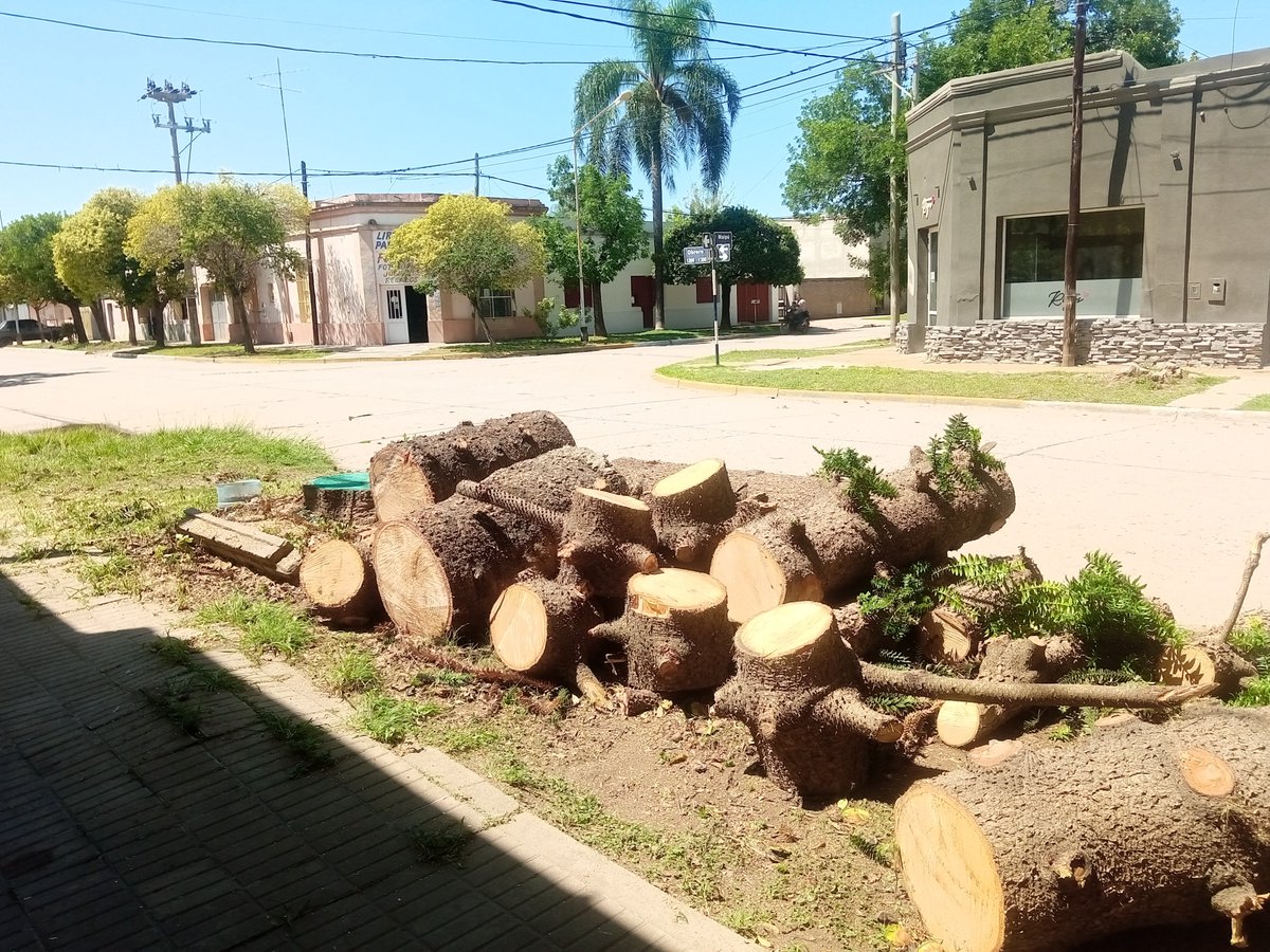 Mauricio_g_'s tweet photo. Adiós mí querida Araucaria. Eras un problema, pero bella. Fuiste parte del paisaje de mis días. Parte de nuestra casa. https://t.co/ytjvdqAPLB