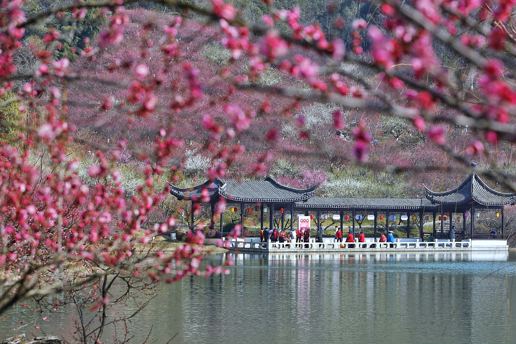 ChineseMasterrr's tweet photo. As the weather gets warmer, a wide range of colorful plum #blossoms in Zhangjiagang, east #China's Jiangsu Province looks charming in early #spring.
Charm: 魅力 mèi lì
#Chinese #NaturePhotography #nature #Flowers #TrendingNow #Trending #learchinese https://t.co/qk4ZOyYHVM