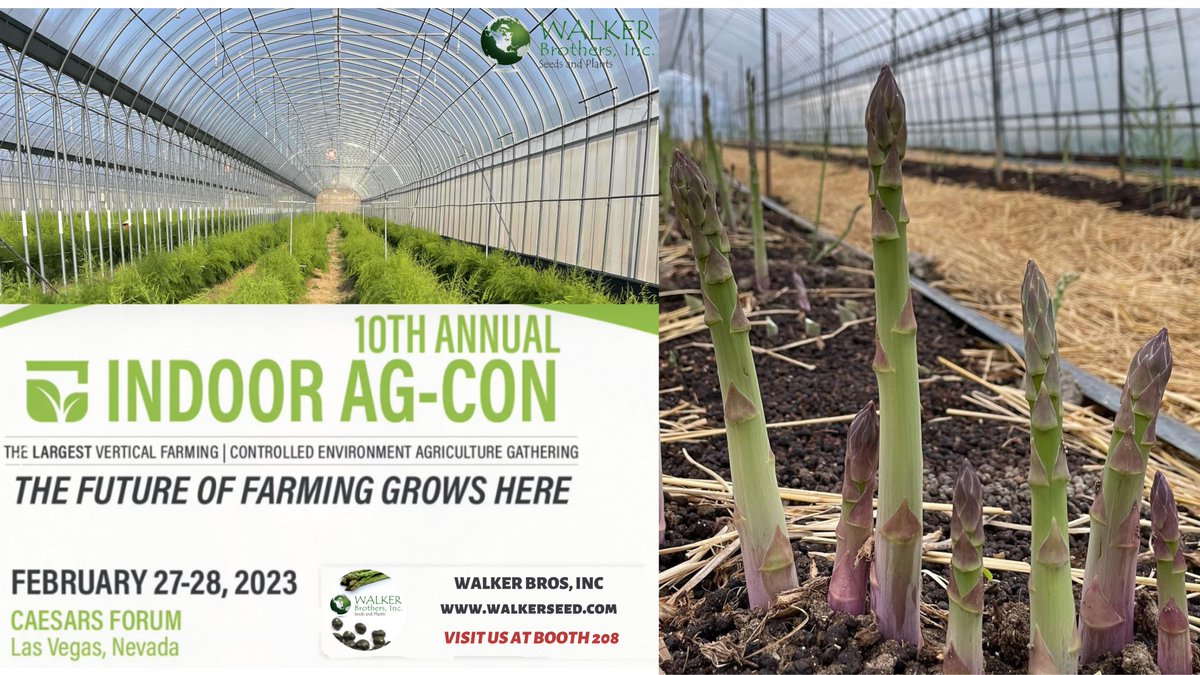 Interested in growing #asparagus in greenhouses or indoor farms? Visit us at booth No. 208 at #IndoorAgCon2023 from Feb 27 to 28 in Las Vegas and share your thoughts with us. We look forward to seeing you next week. 🤗
.
.
.
#Indoorfarming #verticalfarming #espárrago #asperge