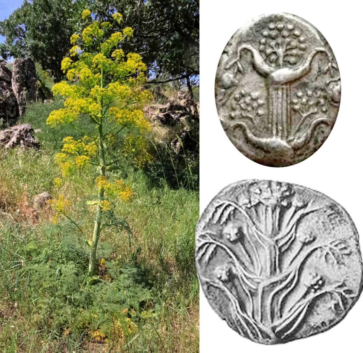 BornFreePress's tweet photo. Issue 37 of the newsletter is out now 💌

Read how a professor has found striking links between Ferula drudeana, a rare plant growing in Turkey, and silphion, a renowned plant from ancient history, thought to be extinct.

https://t.co/NvCOUGyQf3

#Science #History #Silphion https://t.co/IeExFmlCeH
