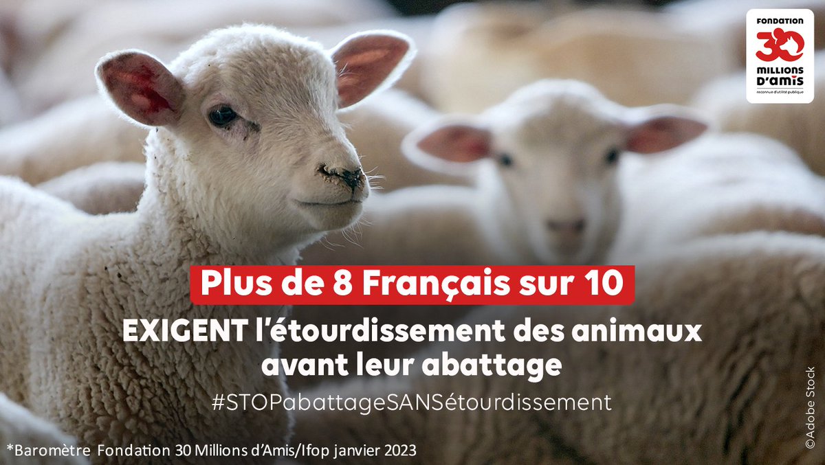 Plus de 8 Français sur 10 exigent l'étourdissement des animaux avant leur abattage, sans aucune dérogation [Baromètre #30millionsdamis/@IfopOpinion - 2023]. #STOPabattageSANSétourdissement