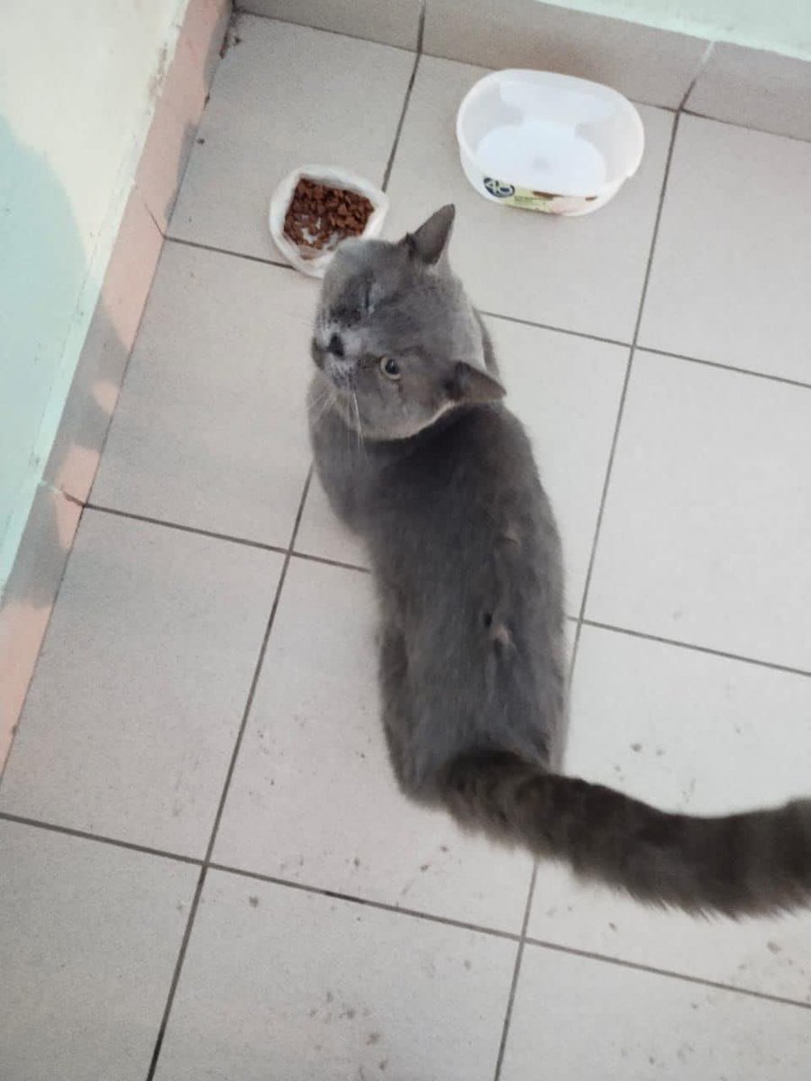 teacherrka's tweet image. ОРЕХОВО ЗУЕВО! Выкинули домашнего британского котика, не первый месяц в подъезде, уже начал гноится глазик 😭 Он супер добрый и ласковый, очень спокойный плюшевый мишка, ищем ответственных котородителей для этого пирожочка, пожалуйста ретвит!