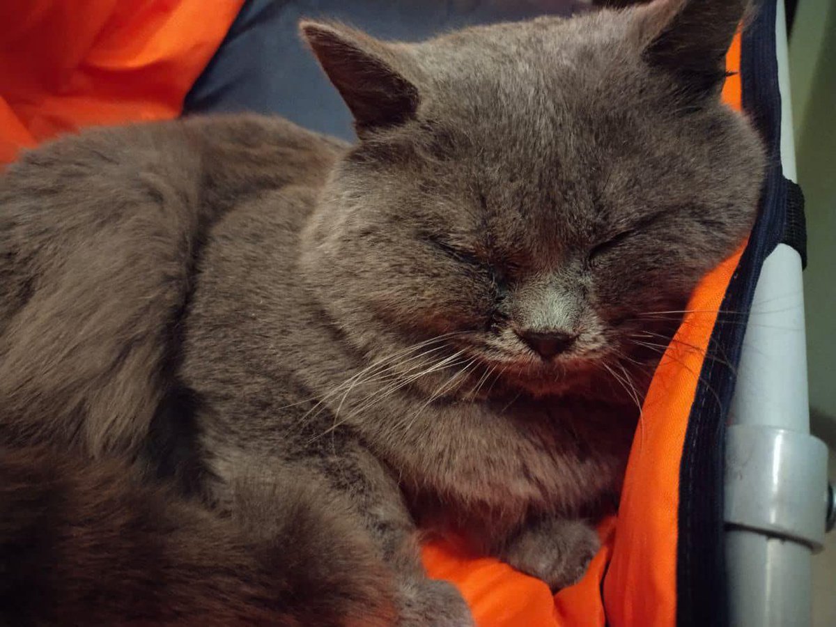 teacherrka's tweet image. ОРЕХОВО ЗУЕВО! Выкинули домашнего британского котика, не первый месяц в подъезде, уже начал гноится глазик 😭 Он супер добрый и ласковый, очень спокойный плюшевый мишка, ищем ответственных котородителей для этого пирожочка, пожалуйста ретвит!