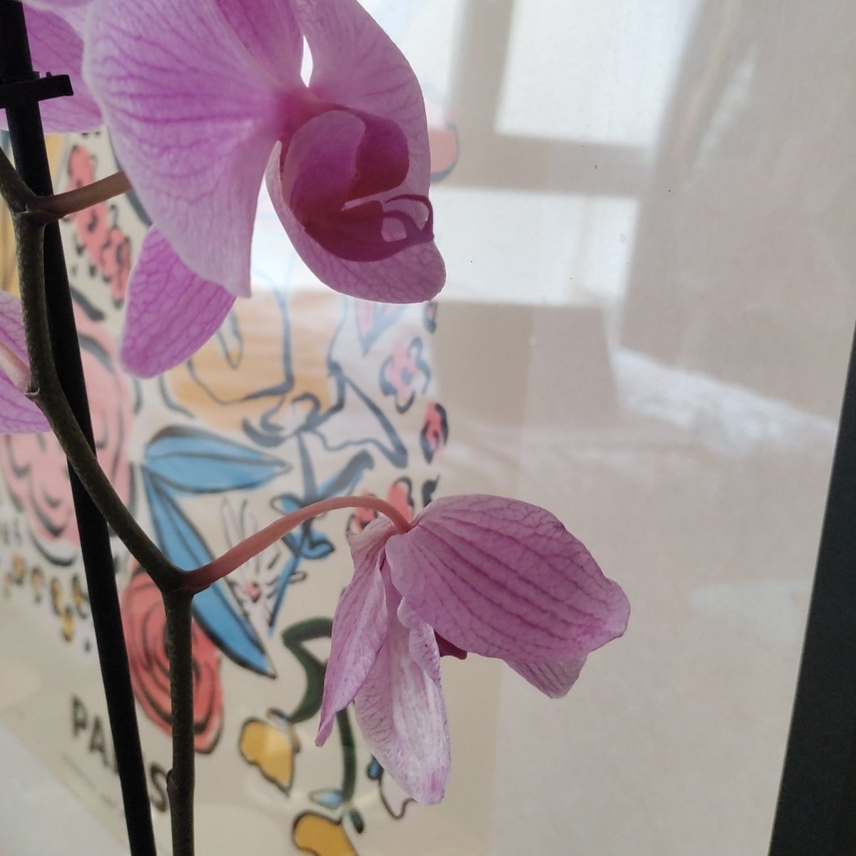 asalles9's tweet photo. Sentimientos encontrados de cuando tus flores se empiezan a caer... 😶#Flowers https://t.co/p2tQuRBlnb