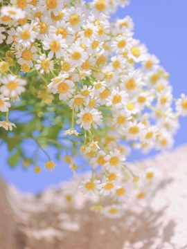 ElenSaff's tweet photo. daisies https://t.co/dikHmeDnFk