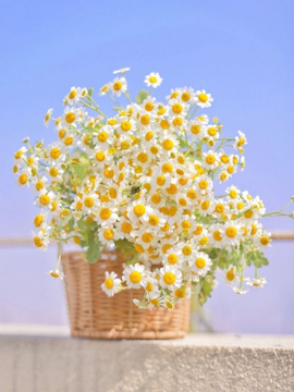 ElenSaff's tweet photo. daisies https://t.co/dikHmeDnFk